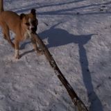 Chitto mit Stock